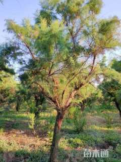 高度350厘米柽柳