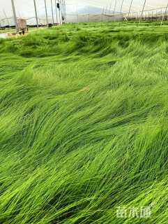 高度22厘米细茎针茅