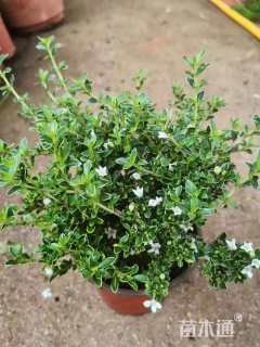 高度26厘米墨西哥鼠尾草