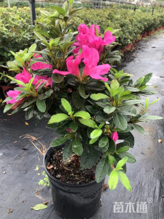 高度40厘米毛鹃