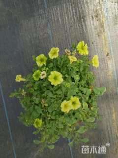 高度8厘米矮牵牛