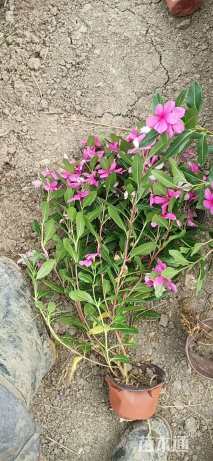 高度30厘米长春花