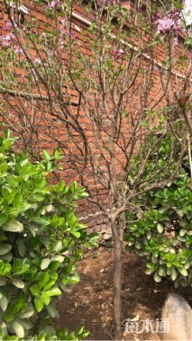 高度1700厘米丁香