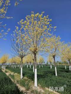 13公分黄金槐