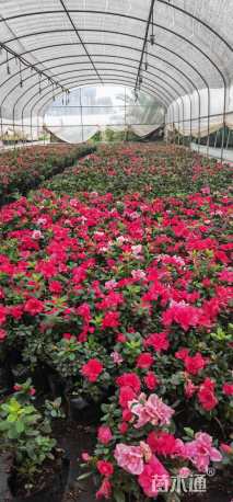 高度15厘米杜鹃