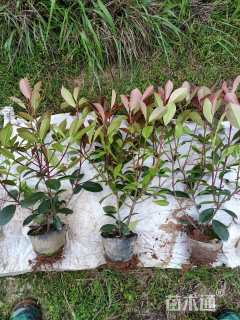 高度40厘米红叶石楠小苗