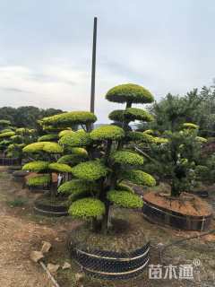 5公分造型亮晶女贞