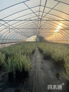 高度40厘米银边山菅兰