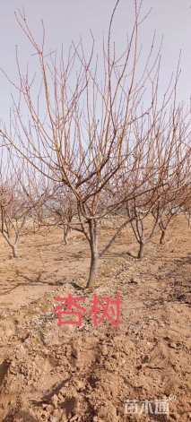 5公分杏树