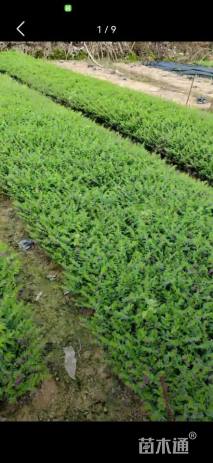 高度30厘米雪茄花