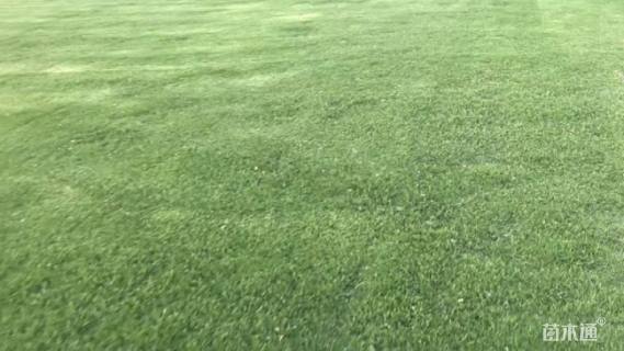 高度10厘米青绿苔草