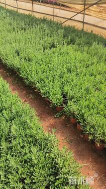 高度30厘米薰衣草