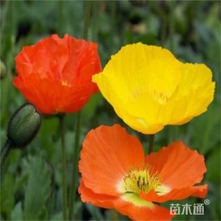 虞美人种子