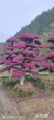 18公分造型红花继木桩