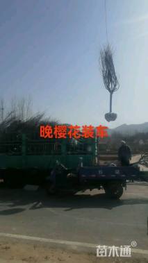 8公分红粉佳人樱