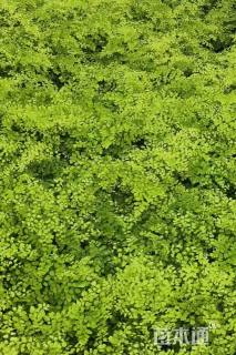 高度30厘米铁线蕨