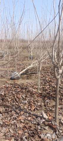 高度300厘米丛生紫荆