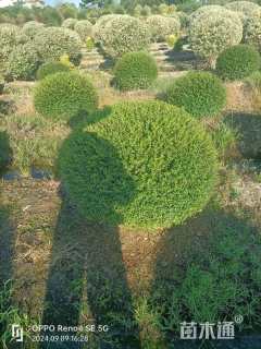 川滇腊球冠幅100