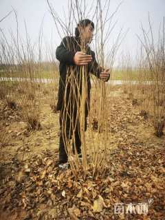 高度200厘米丛生紫荆