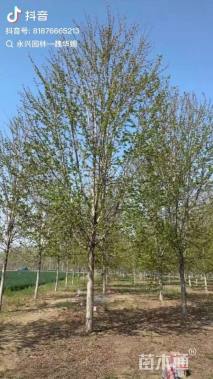 10公分美国红枫