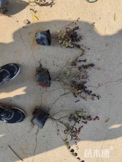 高度30厘米红花继木