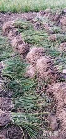 高度20厘米红花葱兰