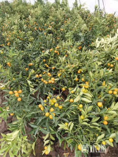 高度55厘米金桔