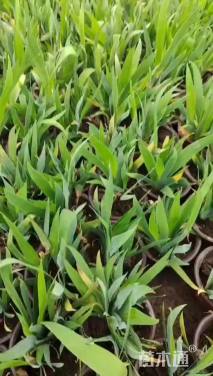 高度10厘米鸢尾