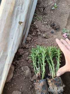 高度15厘米三七景天