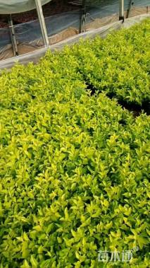 高度45厘米大叶黄杨