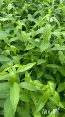 高度50厘米连翘