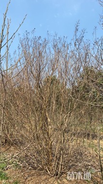 高度400厘米丛生紫薇