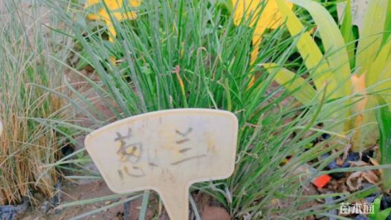 高度15厘米金鱼草