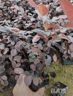 高度20厘米红花继木