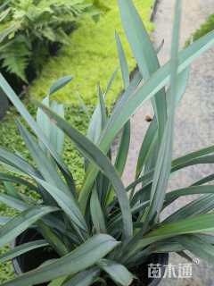 高度30厘米墨兰