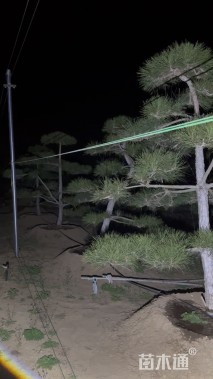 高度250厘米黑松