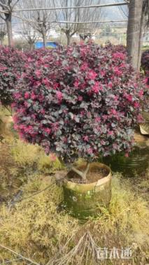 高度40厘米红花继木