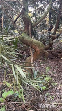 原生苗造型罗汉松