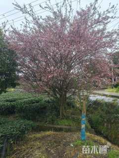 20公分垂丝海棠