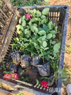 高度20厘米丰花月季