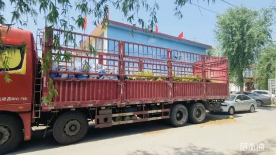 高度40厘米金叶榆小苗