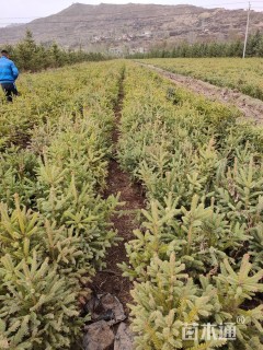 高度60厘米云杉