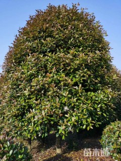 15公分红叶石楠