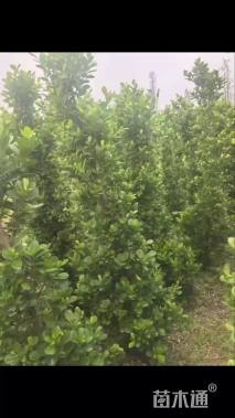 高度150厘米火山榕