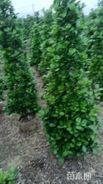 高度150厘米火山榕