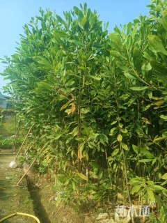 0.5公分马占相思