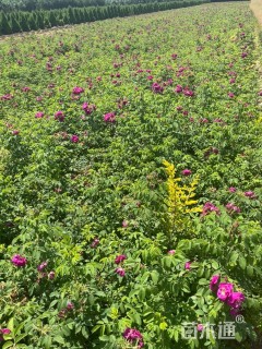 高度50厘米四季玫瑰