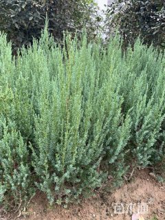 高度120厘米河南桧
