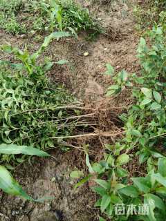 高度80厘米大叶女贞小苗