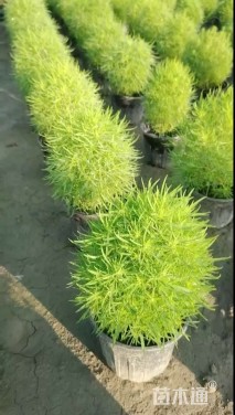 高度30厘米地肤